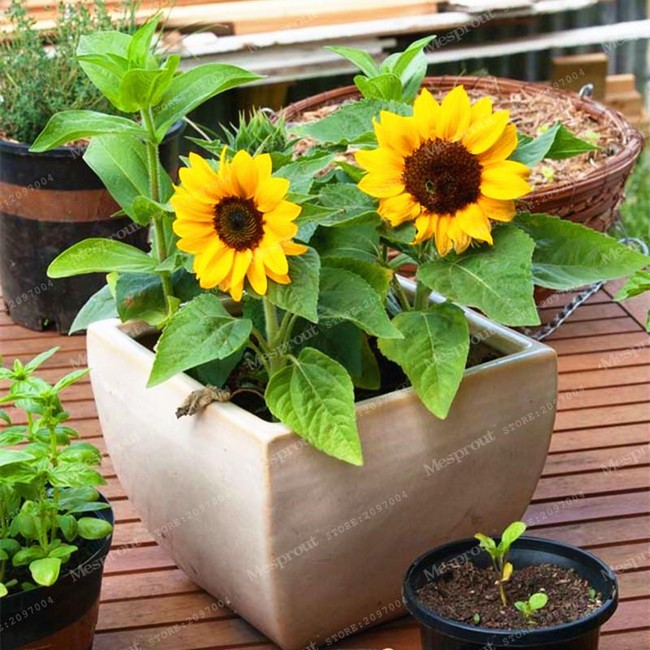 parterres de fleurs de conception de paysage