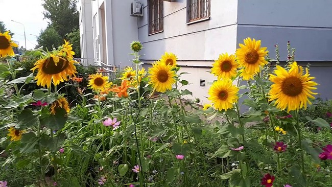 parterres de fleurs de conception de paysage