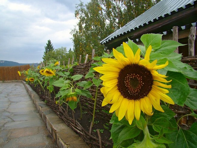 parterres de fleurs de conception de paysage