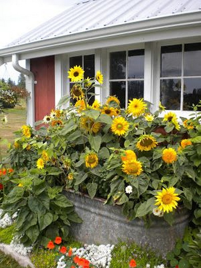 parterres de fleurs de conception de paysage