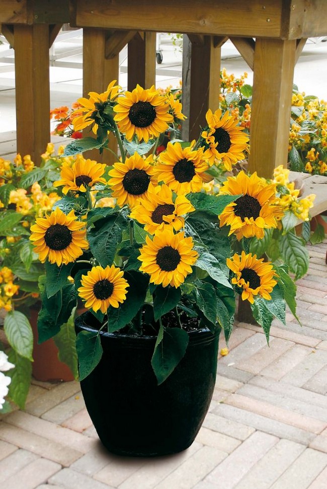 parterres de fleurs de conception de paysage