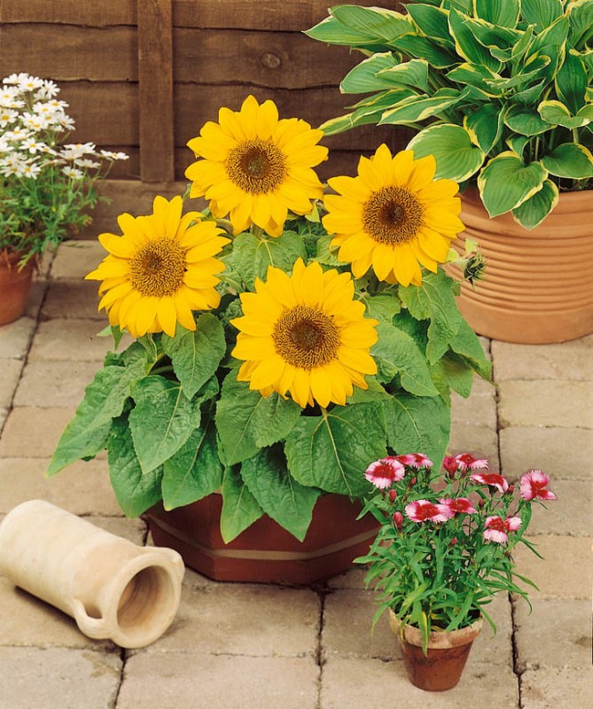 parterres de fleurs de conception de paysage