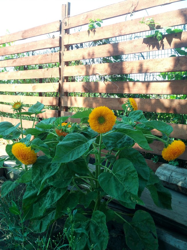 parterres de fleurs de conception de paysage