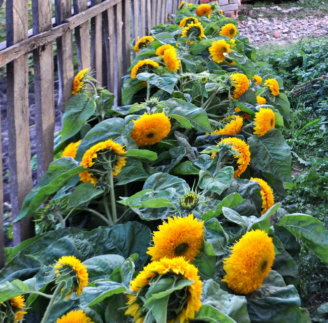 parterres de fleurs de conception de paysage