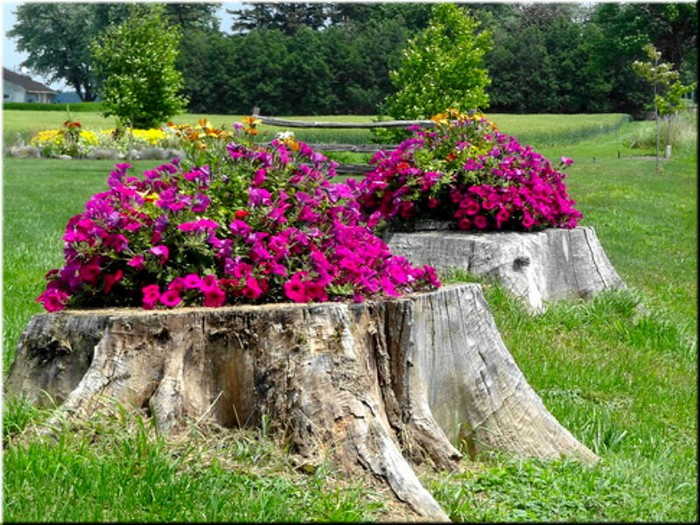 parterres de fleurs de conception de paysage