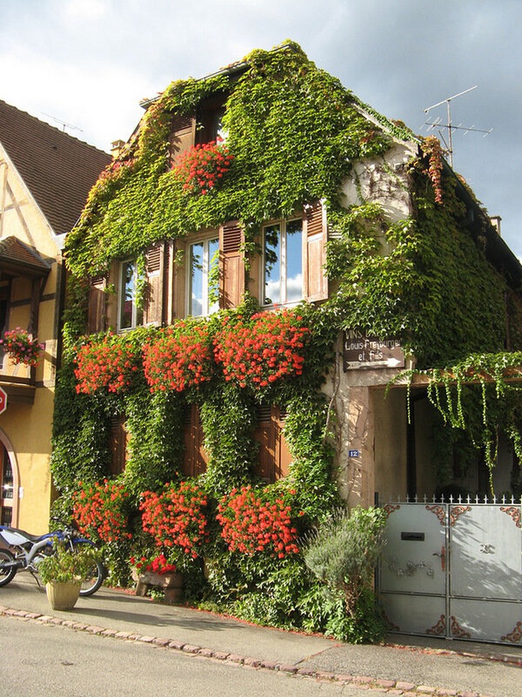 parterres de fleurs à la campagne