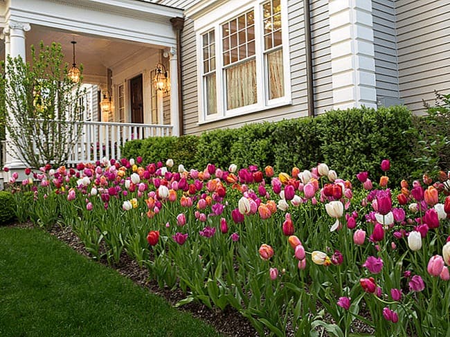 beaux parterres de fleurs