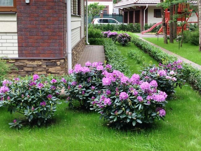 beaux parterres de fleurs