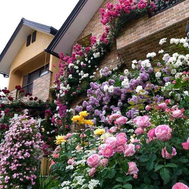 beaux parterres de fleurs