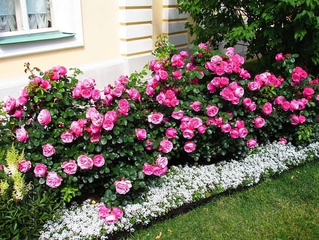 beaux parterres de fleurs