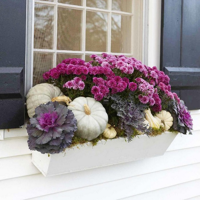 Chou ornemental dans la conception d'un parterre de fleurs