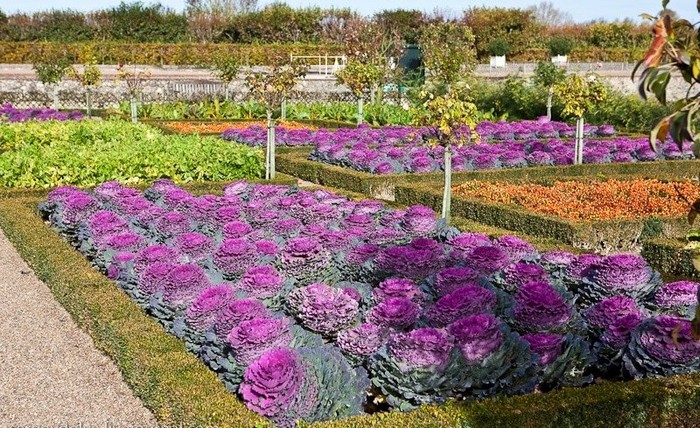 Chou ornemental dans la conception d'un parterre de fleurs