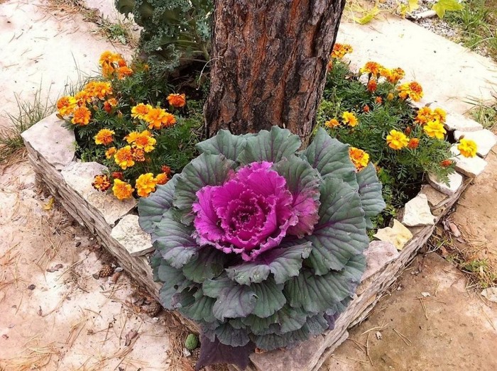 Chou ornemental dans la conception d'un parterre de fleurs