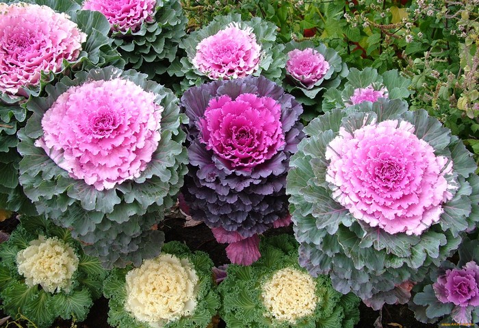 Chou ornemental dans la conception d'un parterre de fleurs