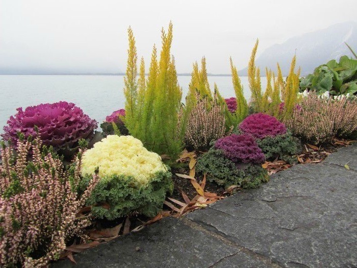 Chou ornemental dans la conception d'un parterre de fleurs