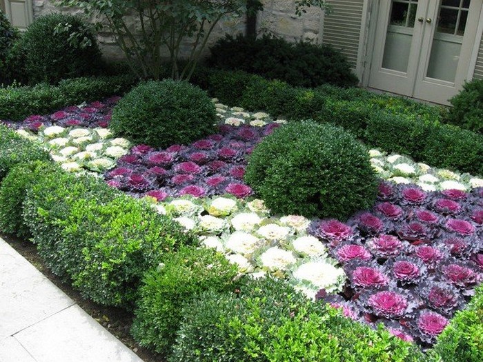 Chou ornemental dans la conception d'un parterre de fleurs