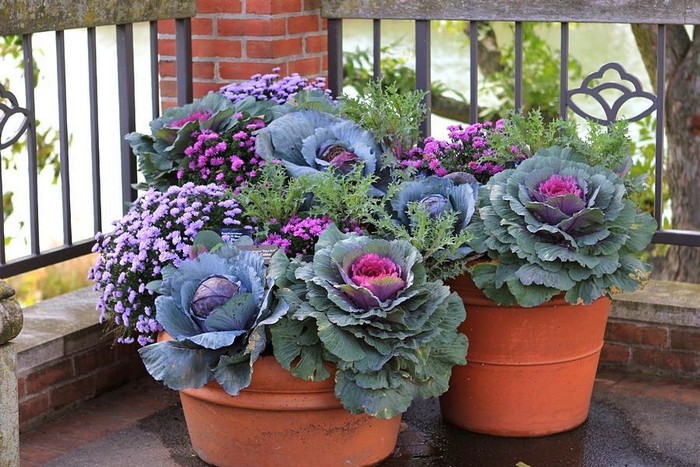 Chou ornemental dans la conception d'un parterre de fleurs