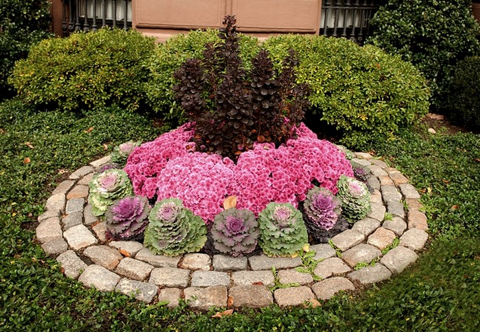 Chou ornemental dans la conception d'un parterre de fleurs