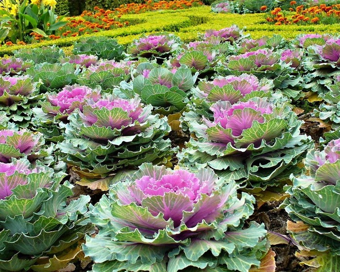 Chou ornemental dans la conception d'un parterre de fleurs