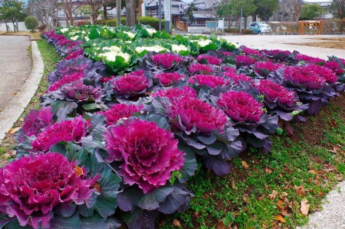 Chou ornemental dans la conception d'un parterre de fleurs