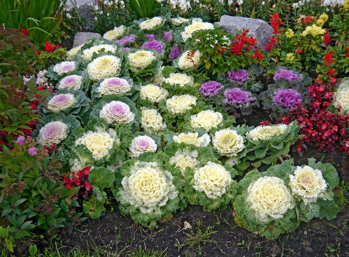 Chou ornemental dans la conception d'un parterre de fleurs