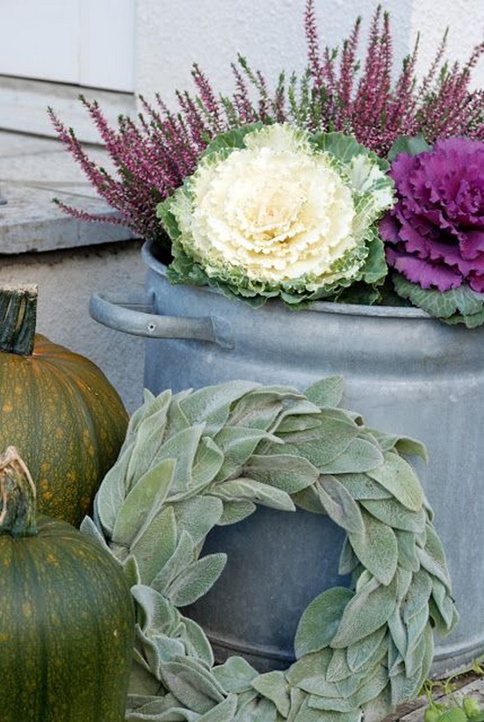 Chou ornemental dans la conception d'un parterre de fleurs