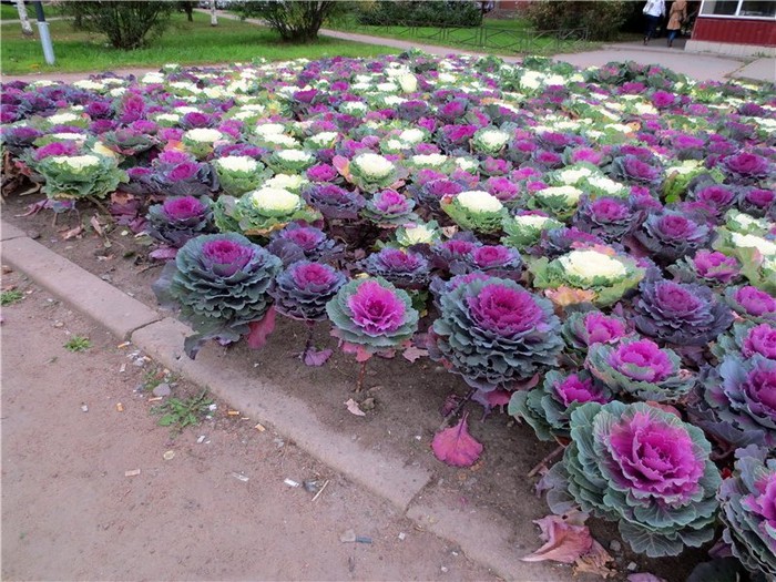 Chou ornemental dans la conception d'un parterre de fleurs
