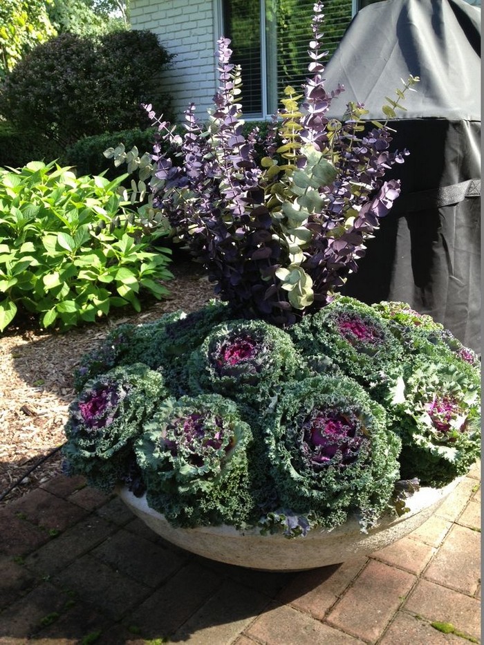 Chou ornemental dans la conception d'un parterre de fleurs