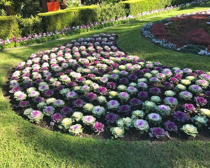 Chou ornemental dans la conception d'un parterre de fleurs