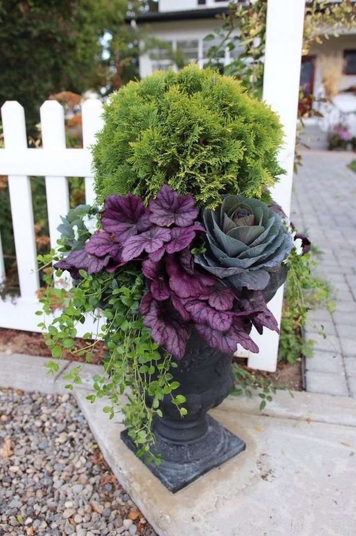 Chou ornemental dans la conception d'un parterre de fleurs