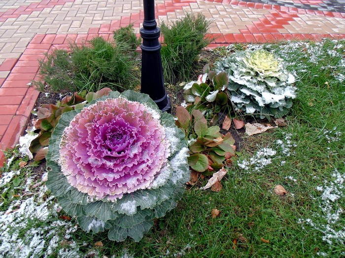 Chou ornemental dans la conception d'un parterre de fleurs