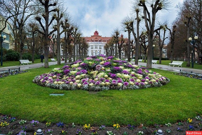 Chou ornemental dans la conception d'un parterre de fleurs
