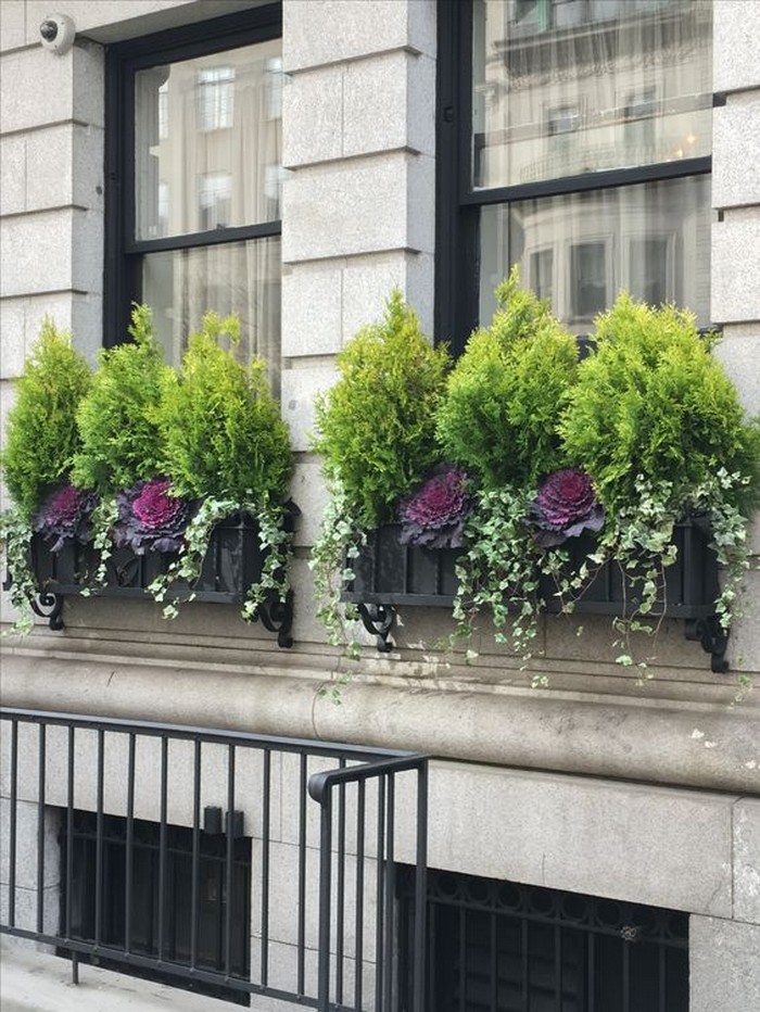 Chou ornemental dans la conception d'un parterre de fleurs