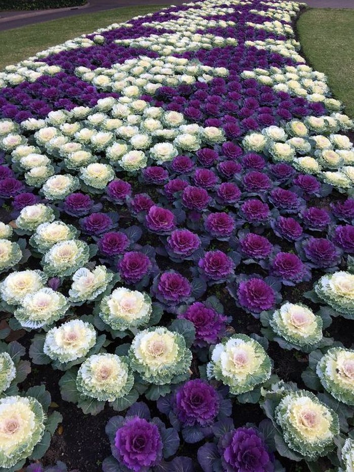 Chou ornemental dans la conception d'un parterre de fleurs