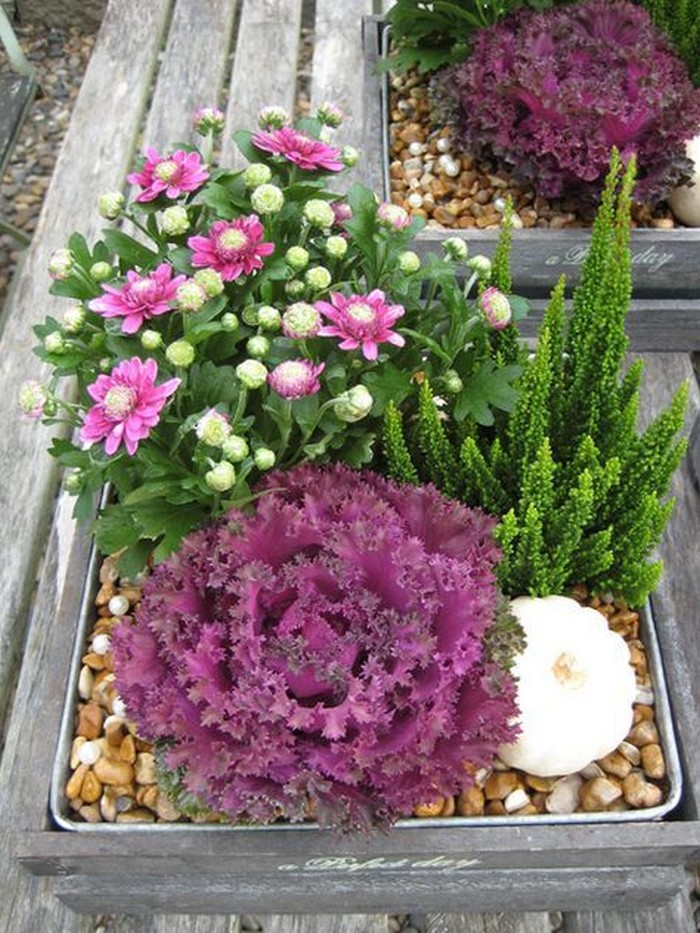 Chou ornemental dans la conception d'un parterre de fleurs