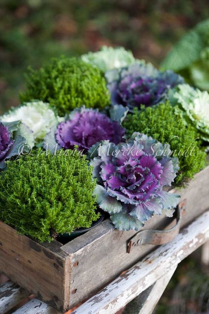 Chou ornemental dans la conception d'un parterre de fleurs
