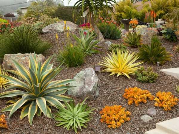 succulentes pour le jardin