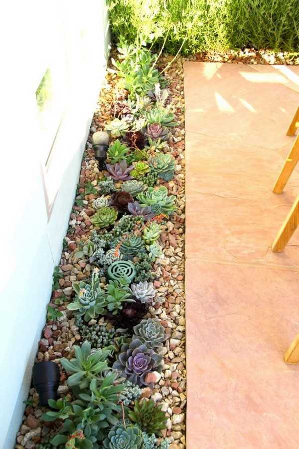 succulentes pour le jardin