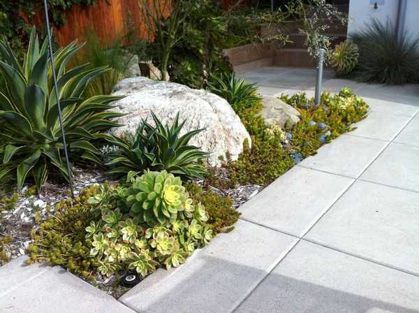 succulentes pour le jardin