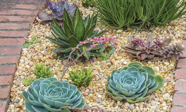 succulentes pour le jardin