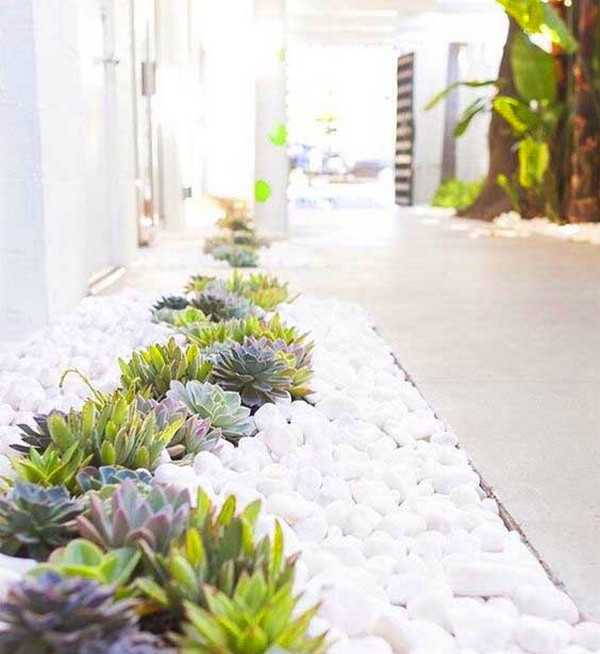 succulentes pour le jardin