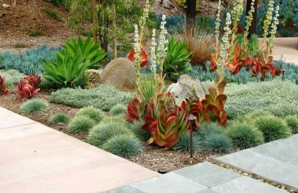 succulentes pour le jardin