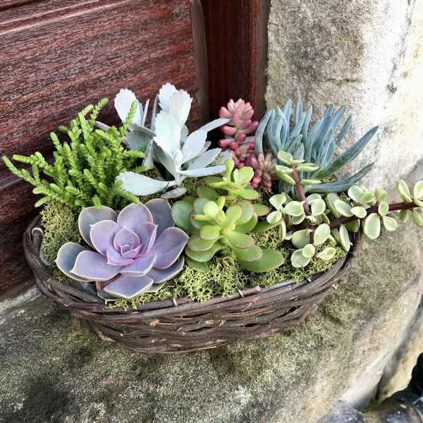 succulentes pour le jardin