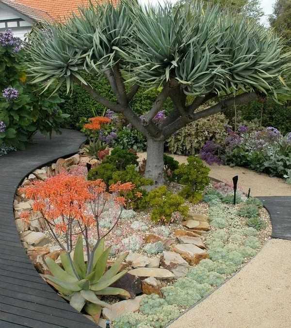 succulentes pour le jardin