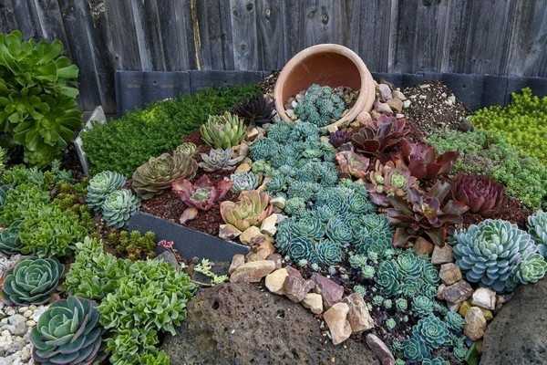 jardin succulent