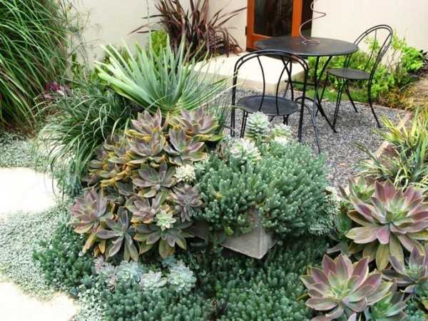 jardin succulent