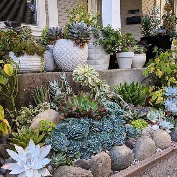 jardin succulent