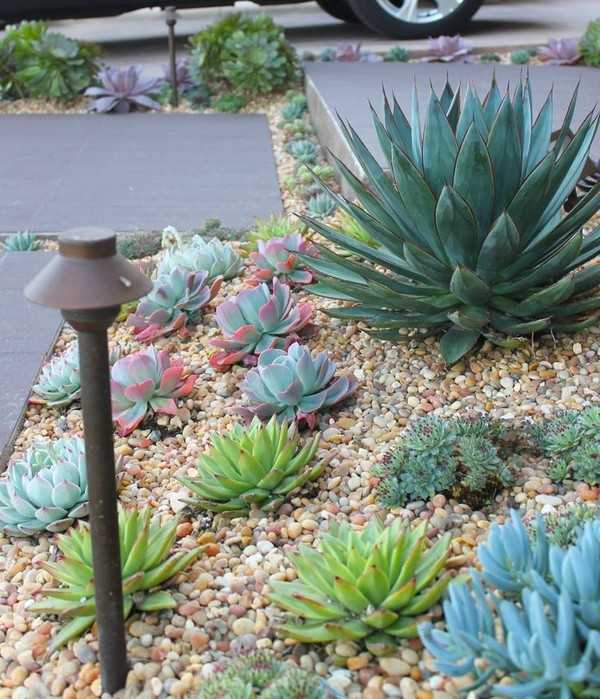 jardin succulent