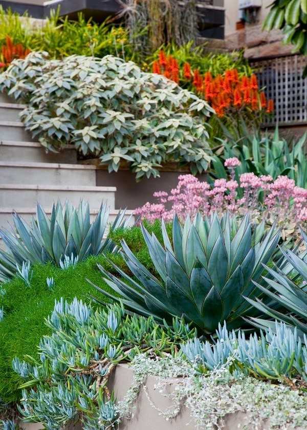 jardin succulent