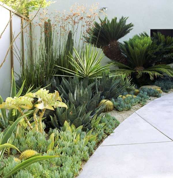 jardin succulent